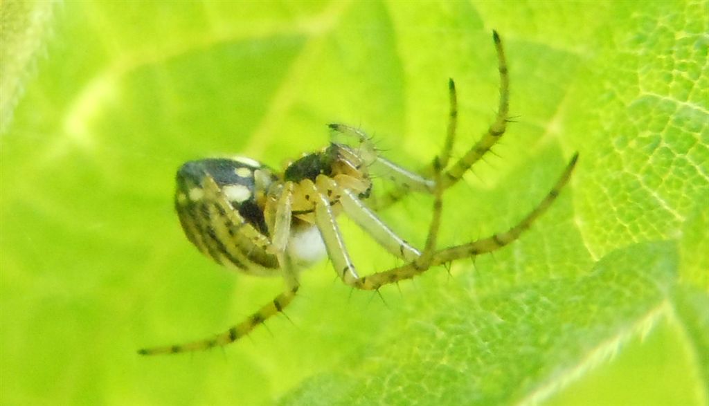 Mangora acalypha